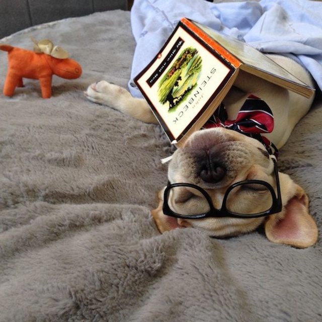 Cобаки, які обожнюють читати: епічні фото - фото 378853