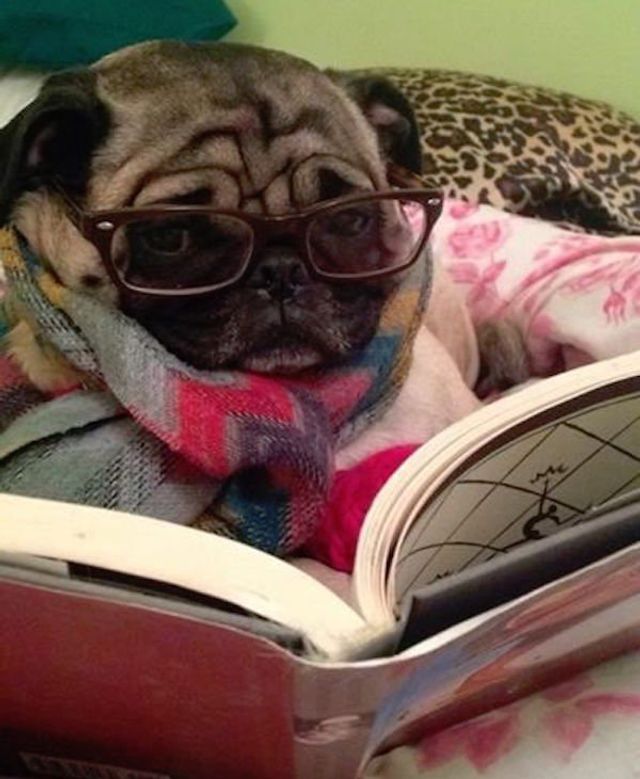 Cобаки, які обожнюють читати: епічні фото - фото 378856