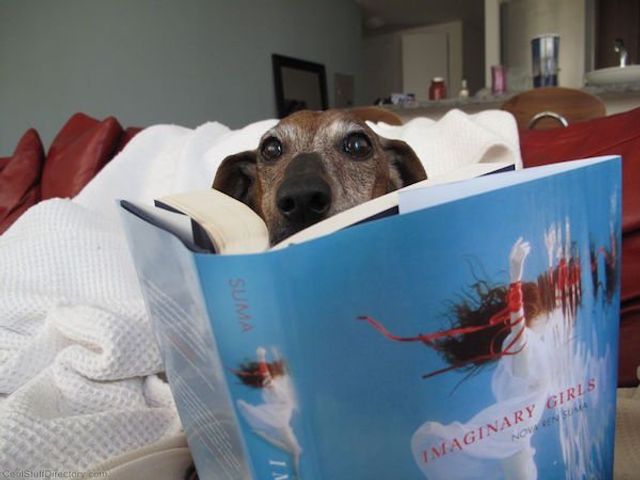 Cобаки, які обожнюють читати: епічні фото - фото 378858