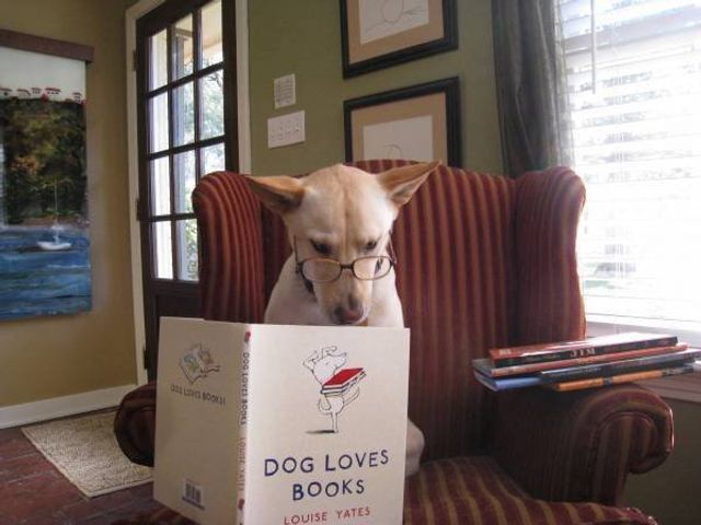 Cобаки, які обожнюють читати: епічні фото - фото 378861