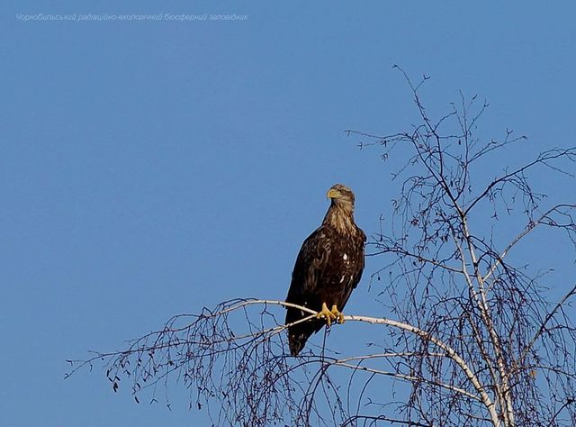 Аномальна зима: з'явилися вражаючі фото тварин Чорнобиля - фото 379082