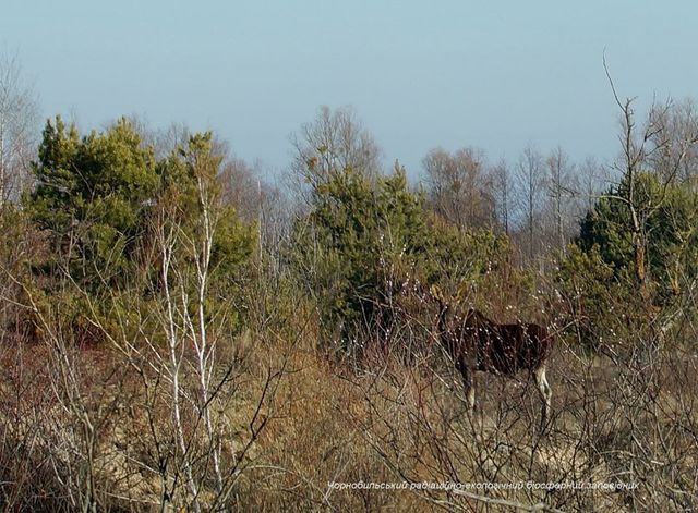 Аномальна зима: з'явилися вражаючі фото тварин Чорнобиля - фото 379083
