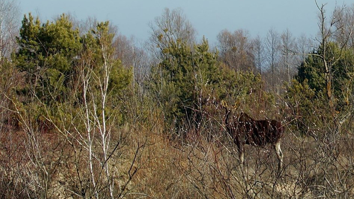 Аномальна зима: з'явилися вражаючі фото тварин Чорнобиля - фото 1