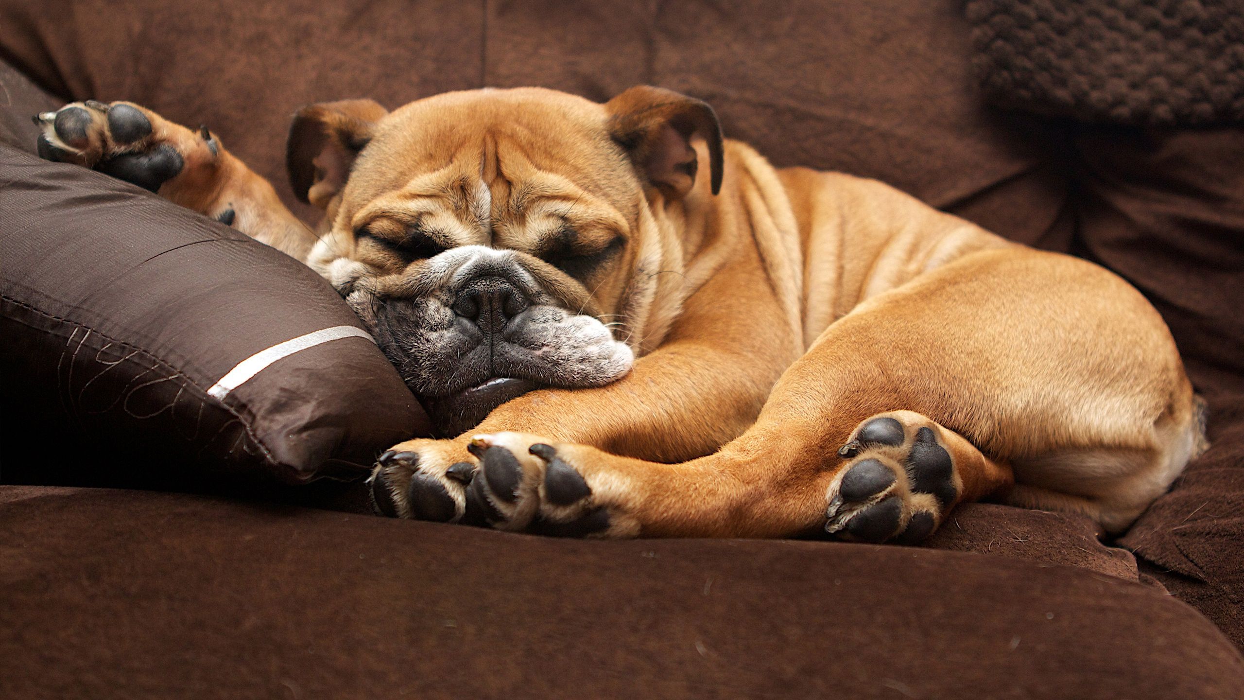 Мережу розвеселив велелюбний пес, який захотів уваги від господині: курйозне відео