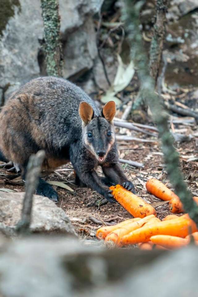 В Австралії з повітря скинули тонни моркви для тварин: фоторепортаж - фото 379293