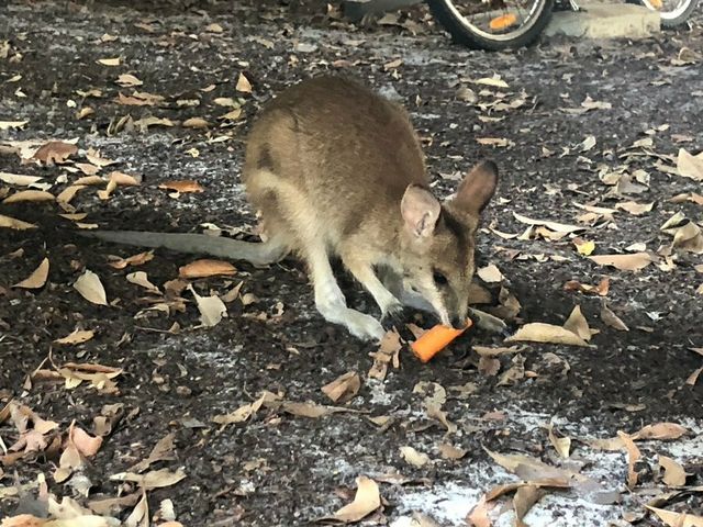 В Австралії з повітря скинули тонни моркви для тварин: фоторепортаж - фото 379294