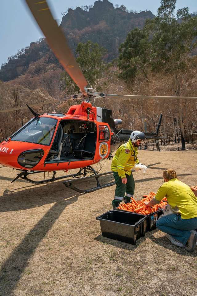 В Австралії з повітря скинули тонни моркви для тварин: фоторепортаж - фото 379296