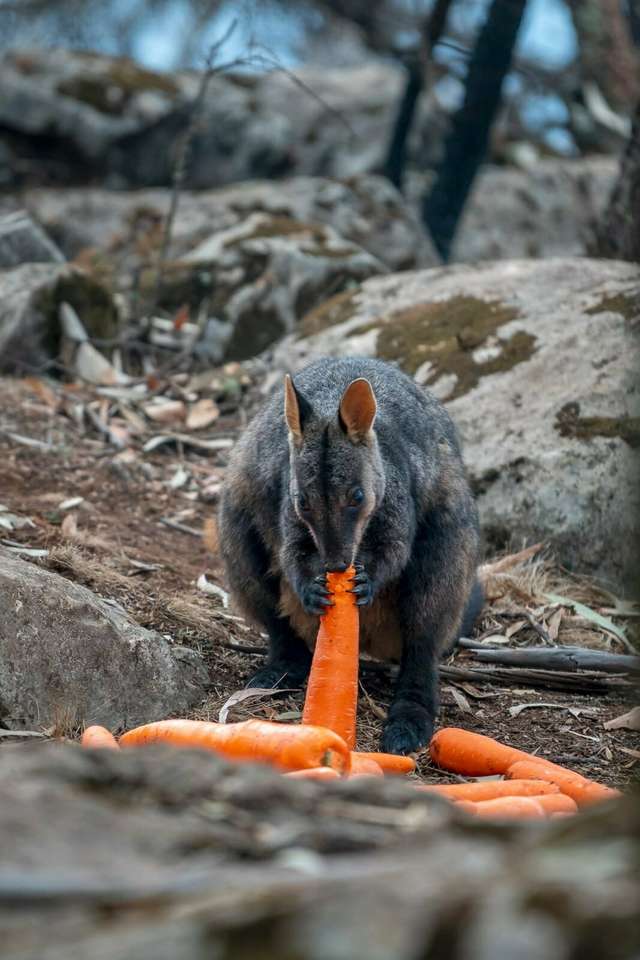 В Австралії з повітря скинули тонни моркви для тварин: фоторепортаж - фото 379297