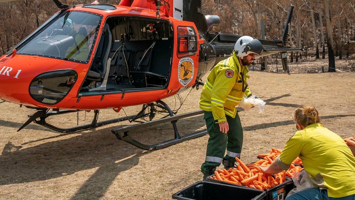 В Австралії з повітря скинули тонни моркви для тварин: фоторепортаж - фото 1