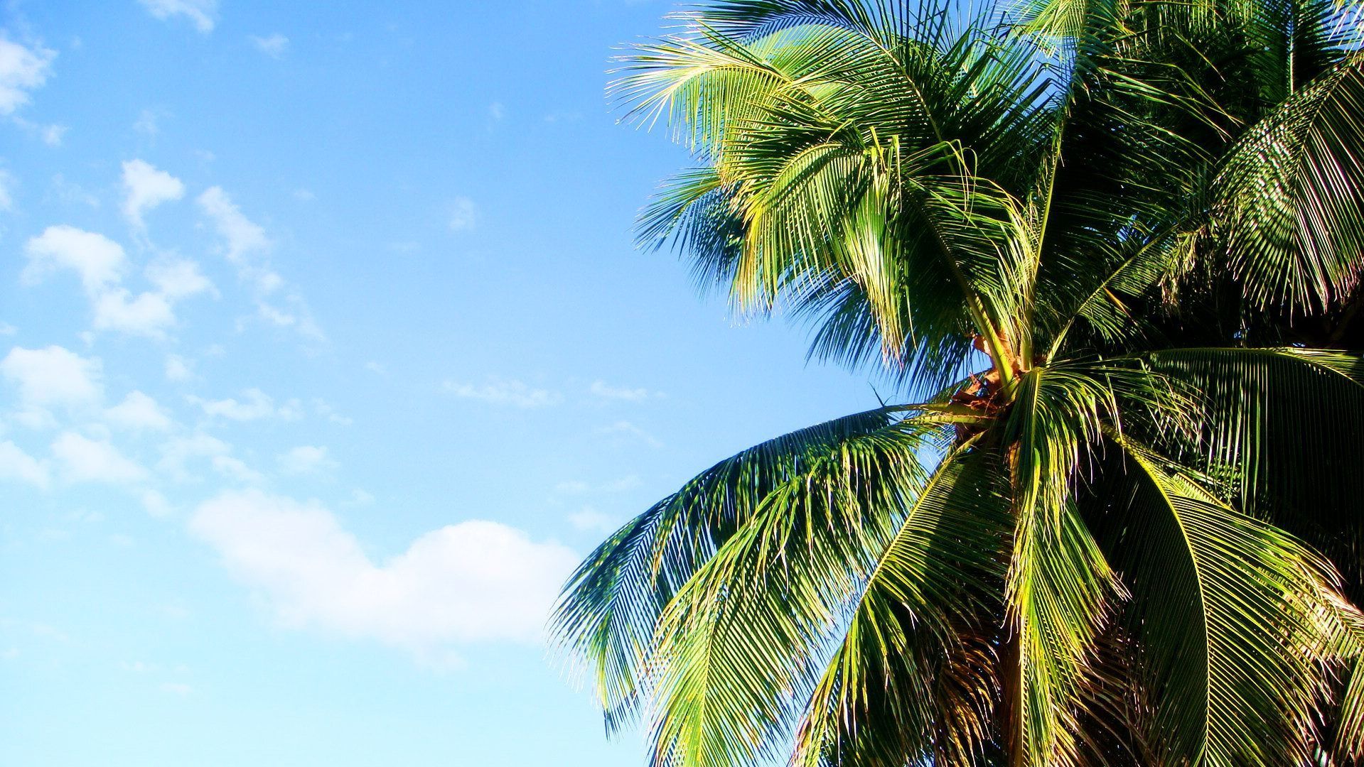 У київському ботанічному саду зацвіла найстаріша пальма в Європі: фото