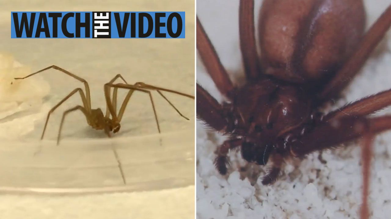 Британка купила банани із сотнею тропічних павуків: фото