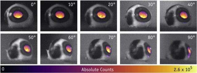Чому світяться очі: феномен вперше зняли на фото - фото 379571