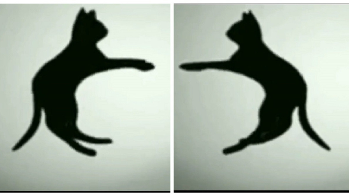 В яку сторону крутиться кішка? Нова оптична ілюзія з твариною звела з розуму Twitter - фото 1