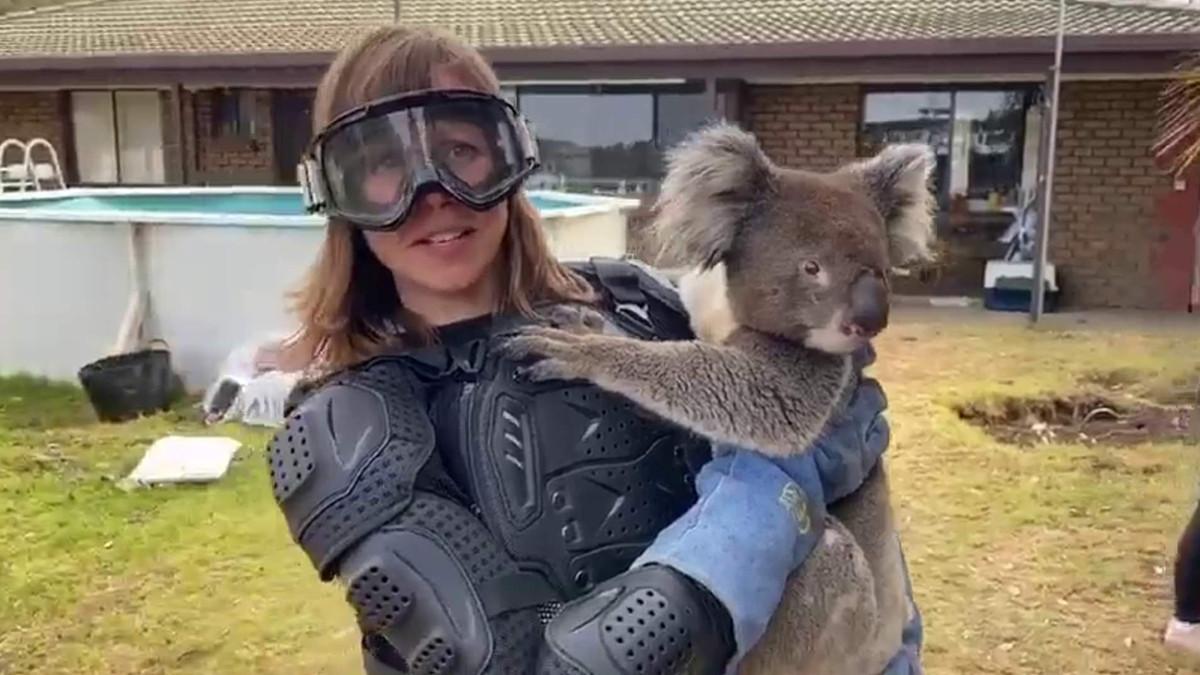 Журналістці сказали, що коала надзвичайно небезпечна тварина - фото 1