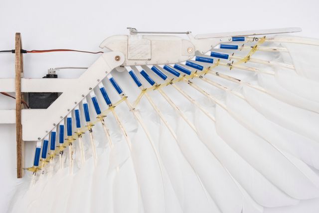 Науковці ретельно вивчили побудову крил голубів - фото 380227