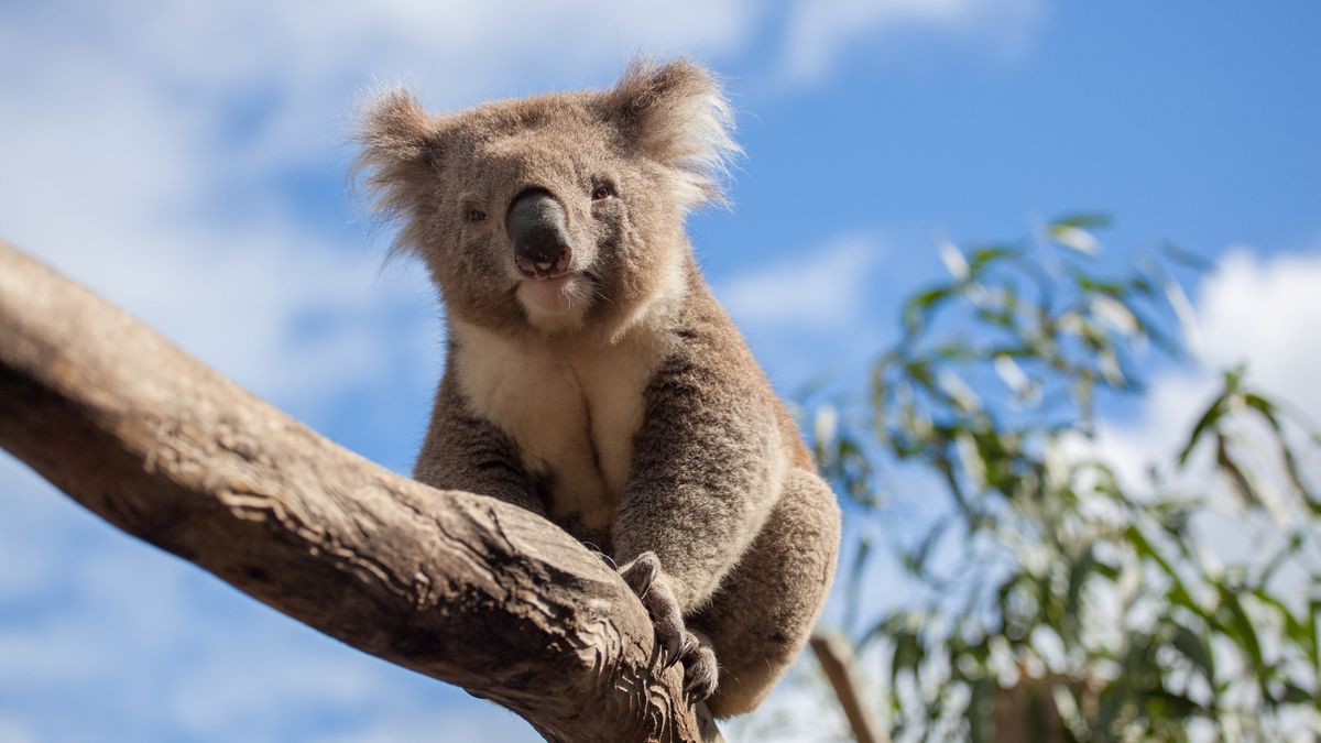 Кожен охочий може допомогти тваринам Австралії - фото 1