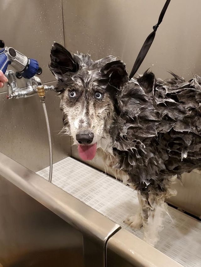 Здивована хаскі стала зіркою мережі: кумедні фото - фото 380986