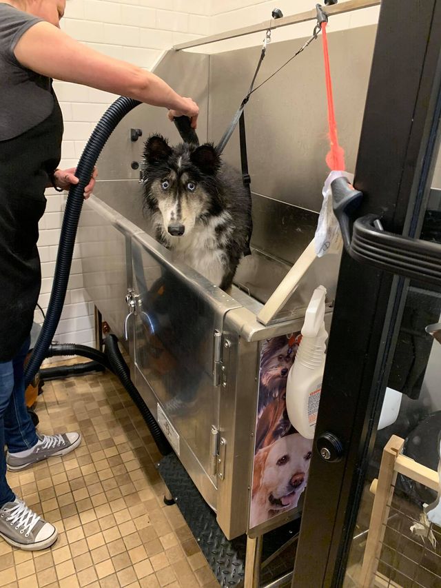 Здивована хаскі стала зіркою мережі: кумедні фото - фото 380987