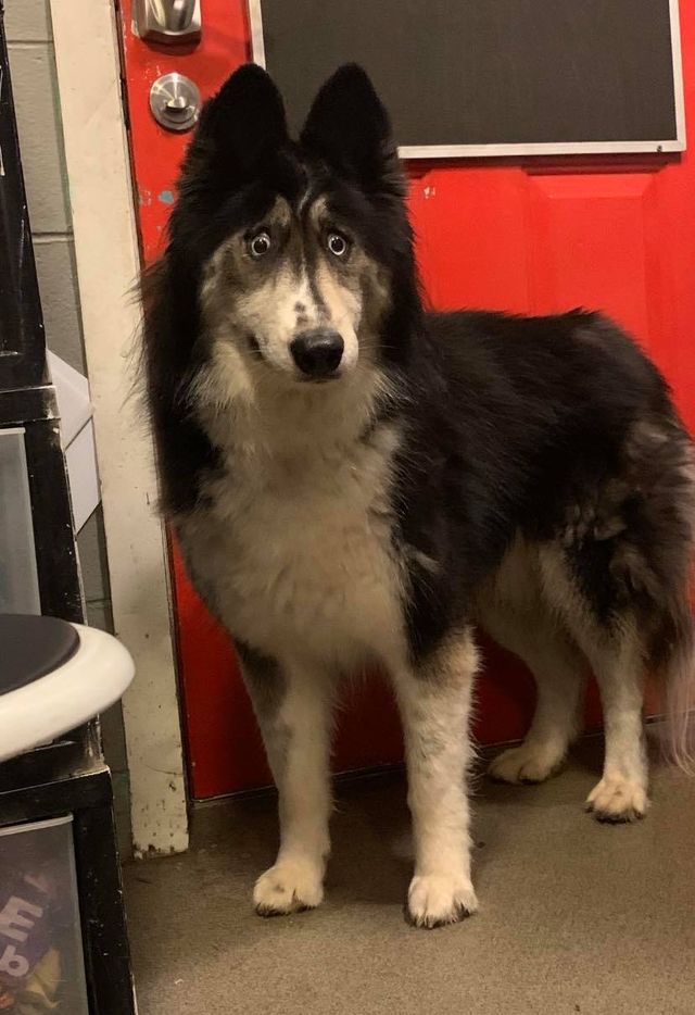 Здивована хаскі стала зіркою мережі: кумедні фото - фото 380989