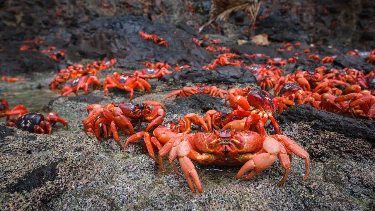 Цей пристрій рятує крабів від коліс автомобілів - фото 1