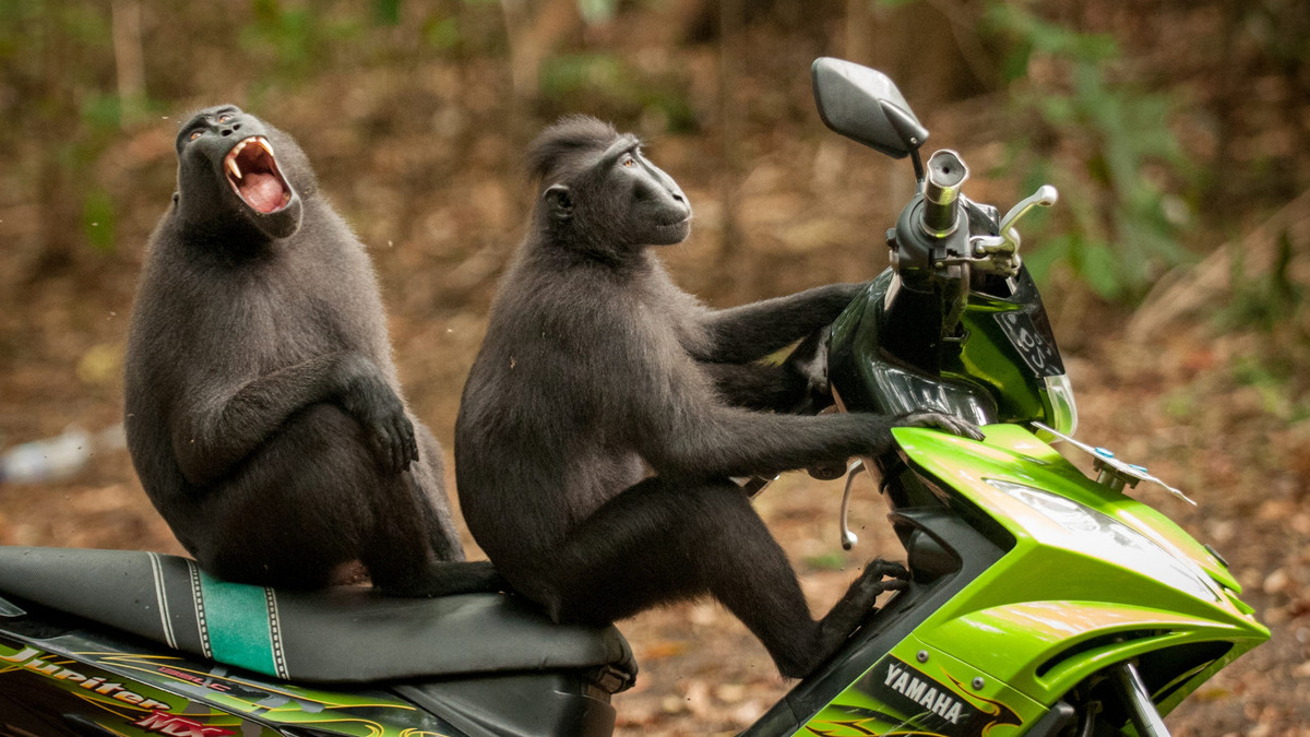 Дві мавпи в Індонезії - фото 1