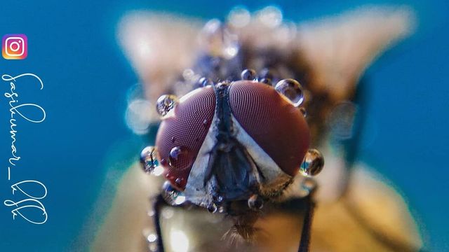 Індійський фотограф показує незвичайну красу природи за допомогою смартфону - фото 381406