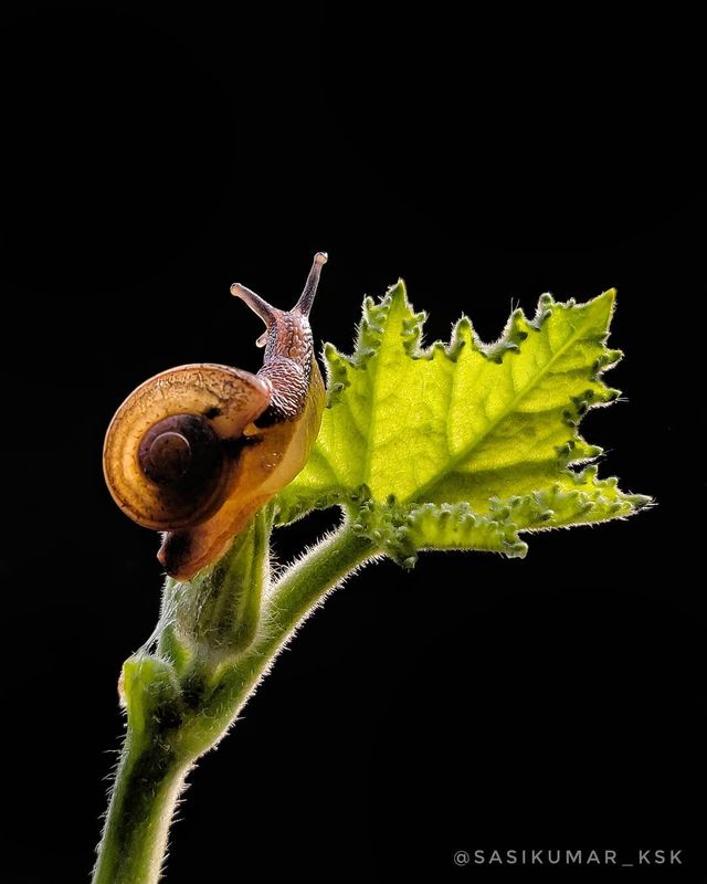 Індійський фотограф показує незвичайну красу природи за допомогою смартфону - фото 381408
