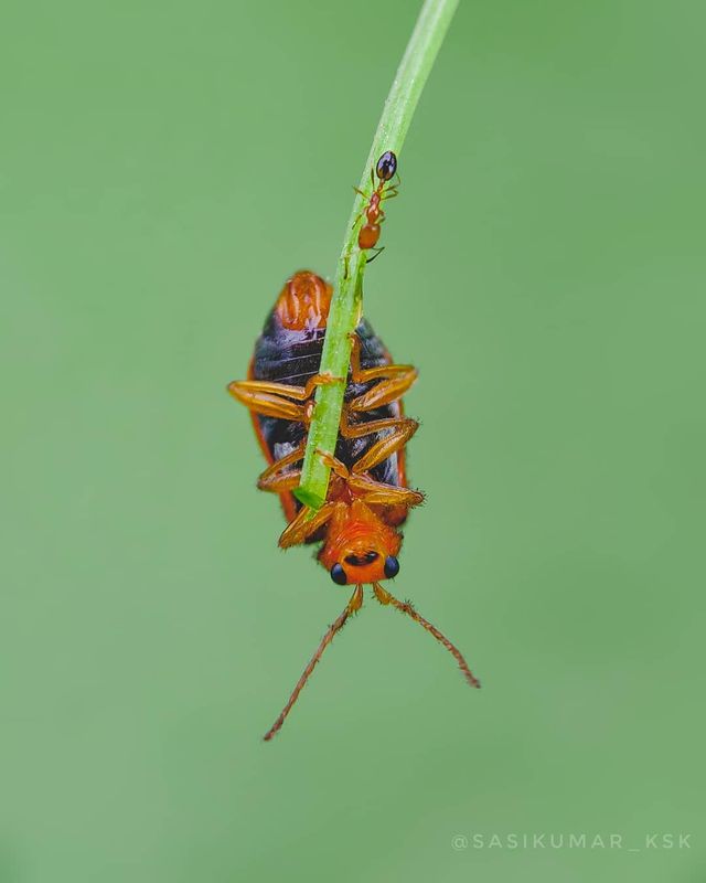 Індійський фотограф показує незвичайну красу природи за допомогою смартфону - фото 381409