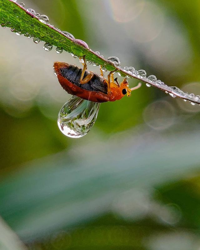 Індійський фотограф показує незвичайну красу природи за допомогою смартфону - фото 381410