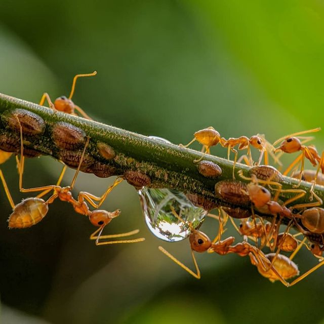 Індійський фотограф показує незвичайну красу природи за допомогою смартфону - фото 381413