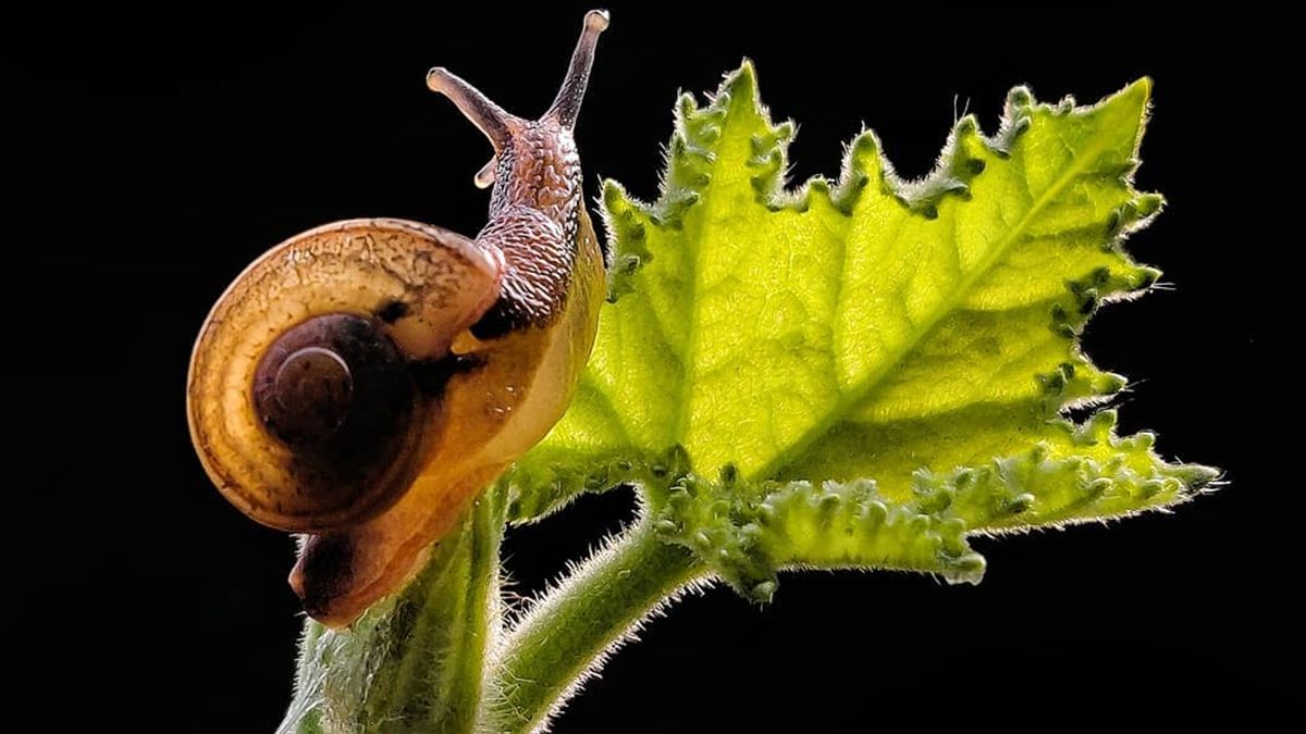 Індійський фотограф показує незвичайну красу природи за допомогою смартфону - фото 1