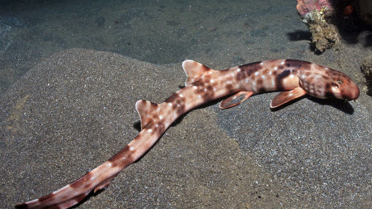 Ходяча акула: вчені зняли незвичайні кадри з хижаком - фото 1