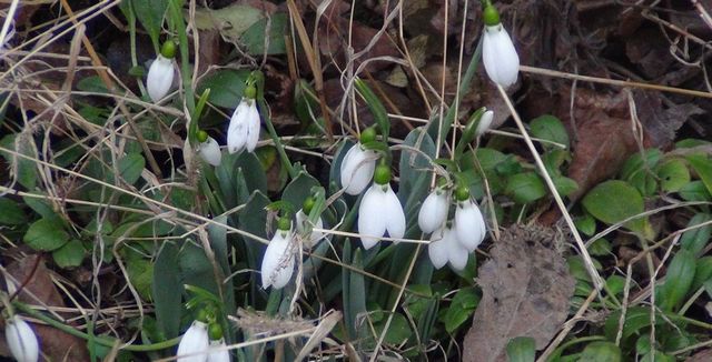 На Київщині зацвіла сакура: чарівні фото - фото 381710