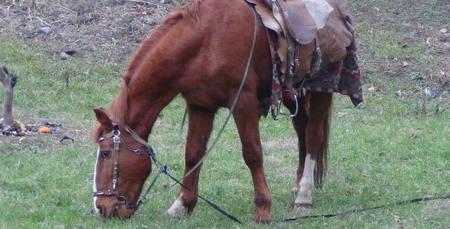 На Київщині зацвіла сакура: чарівні фото - фото 381711