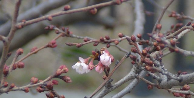 На Київщині зацвіла сакура: чарівні фото - фото 381712