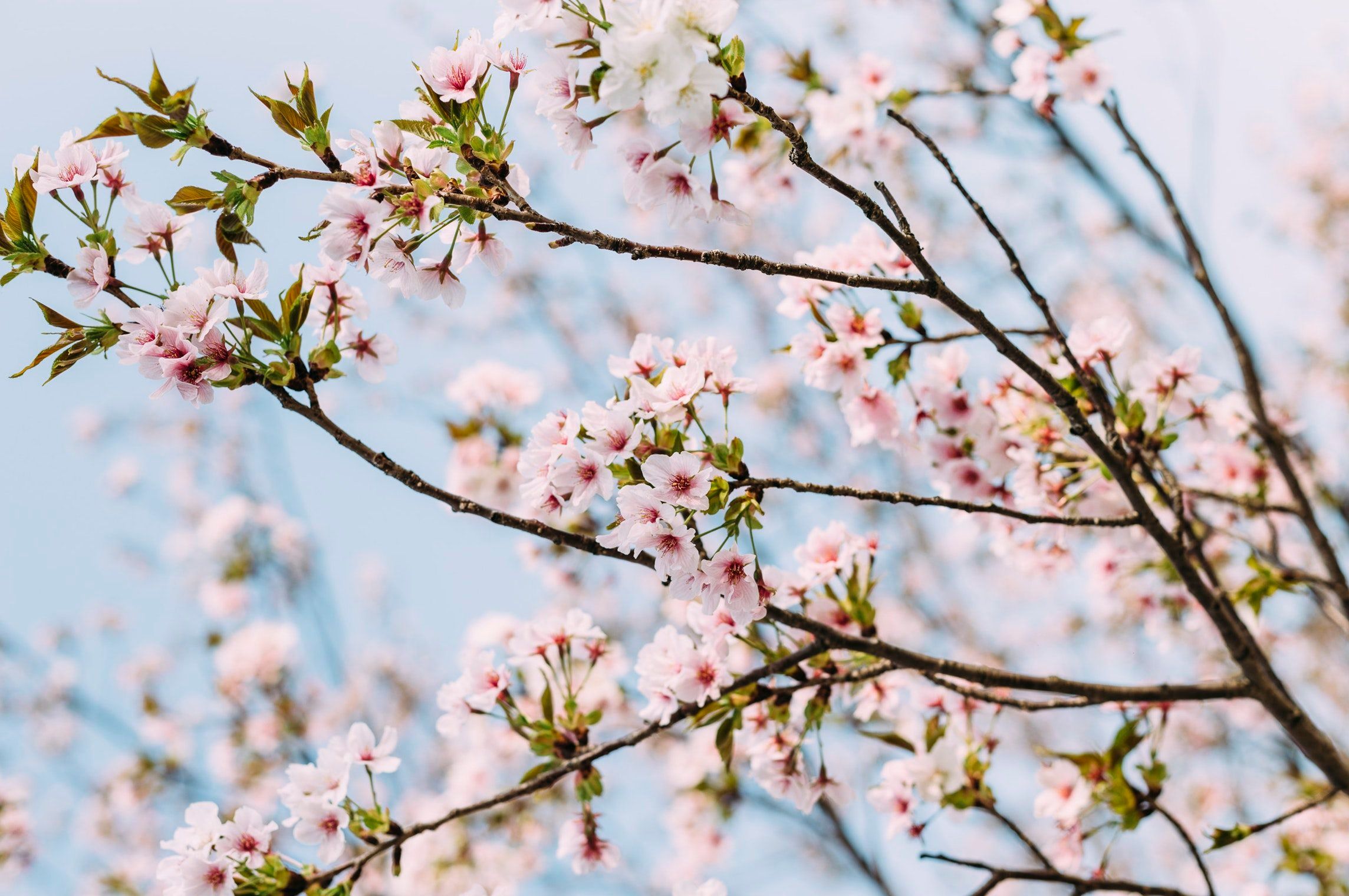 На Київщині зацвіла сакура: чарівні фото