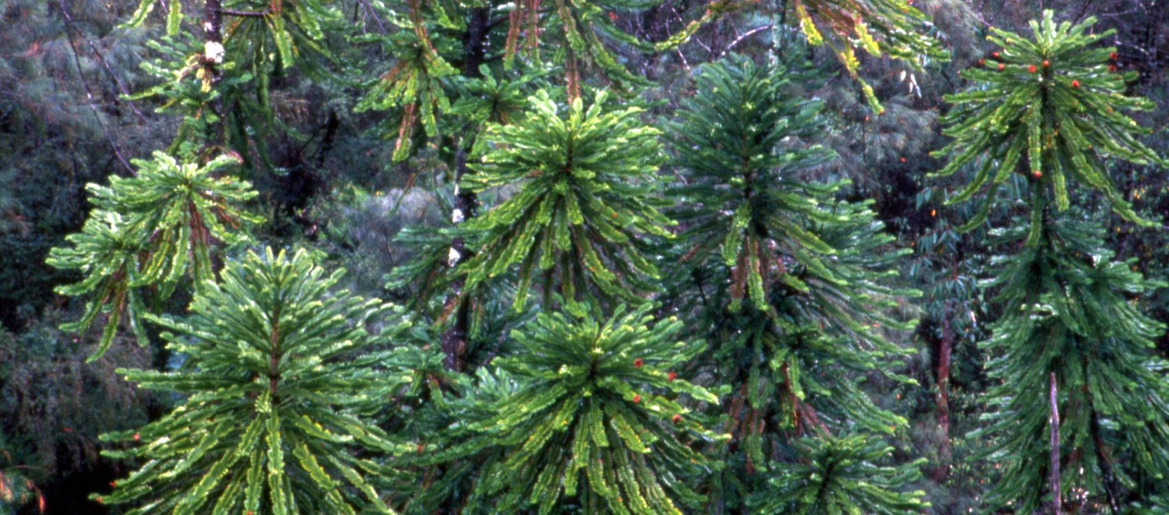 Як австралійські пожежники врятували унікальний гай дерев