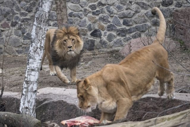 Віталій Кличко нагадав про реконструкцію київського зоопарку і показав, як годують хижаків - фото 382092
