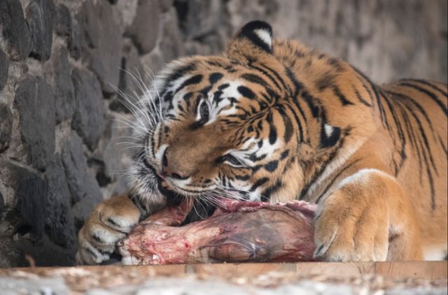 Віталій Кличко нагадав про реконструкцію київського зоопарку і показав, як годують хижаків - фото 382094