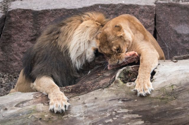 Віталій Кличко нагадав про реконструкцію київського зоопарку і показав, як годують хижаків - фото 382095