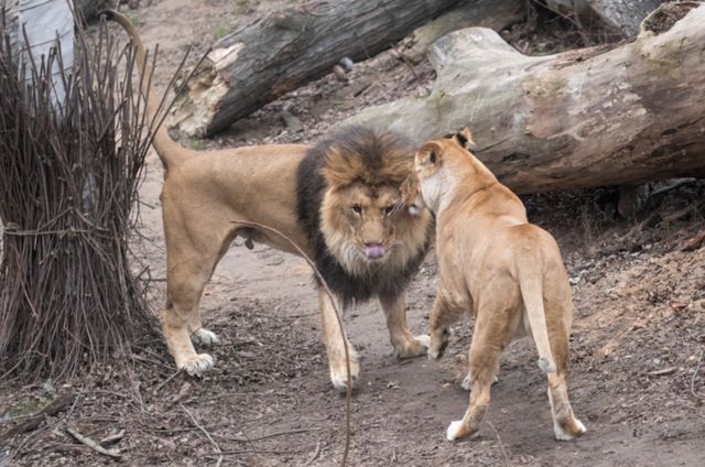 Віталій Кличко нагадав про реконструкцію київського зоопарку і показав, як годують хижаків - фото 382096