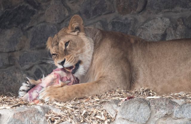Віталій Кличко нагадав про реконструкцію київського зоопарку і показав, як годують хижаків - фото 382097