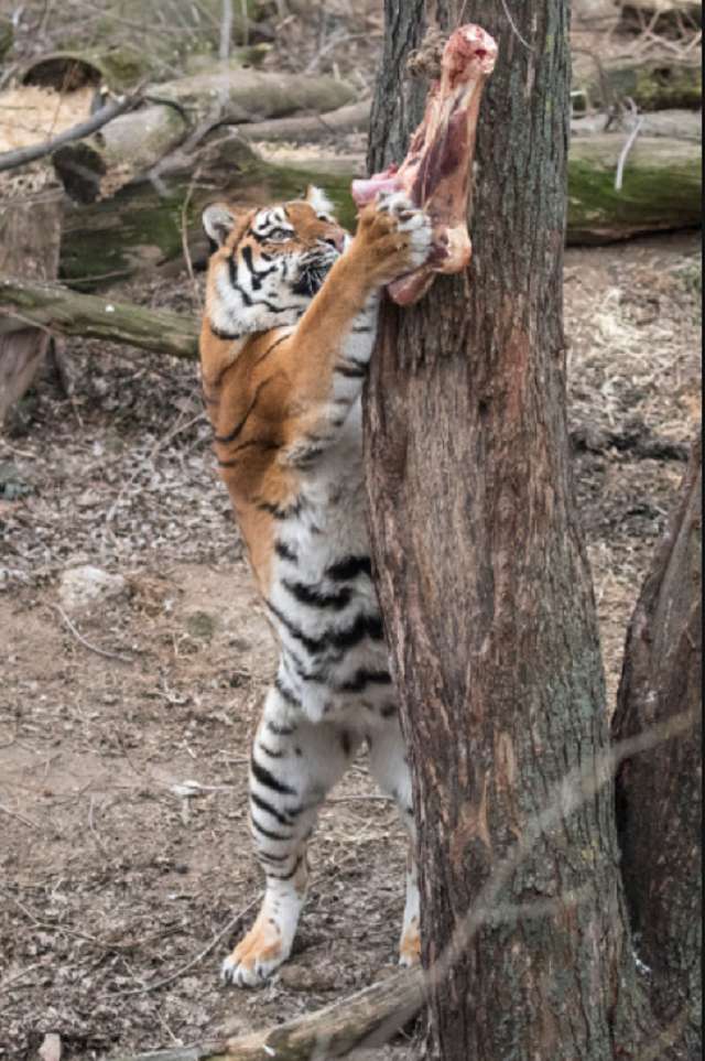 Віталій Кличко нагадав про реконструкцію київського зоопарку і показав, як годують хижаків - фото 382098