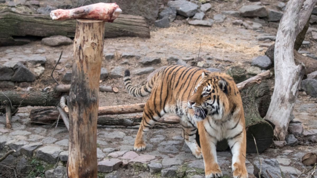 Віталій Кличко нагадав про реконструкцію київського зоопарку і показав, як годують хижаків