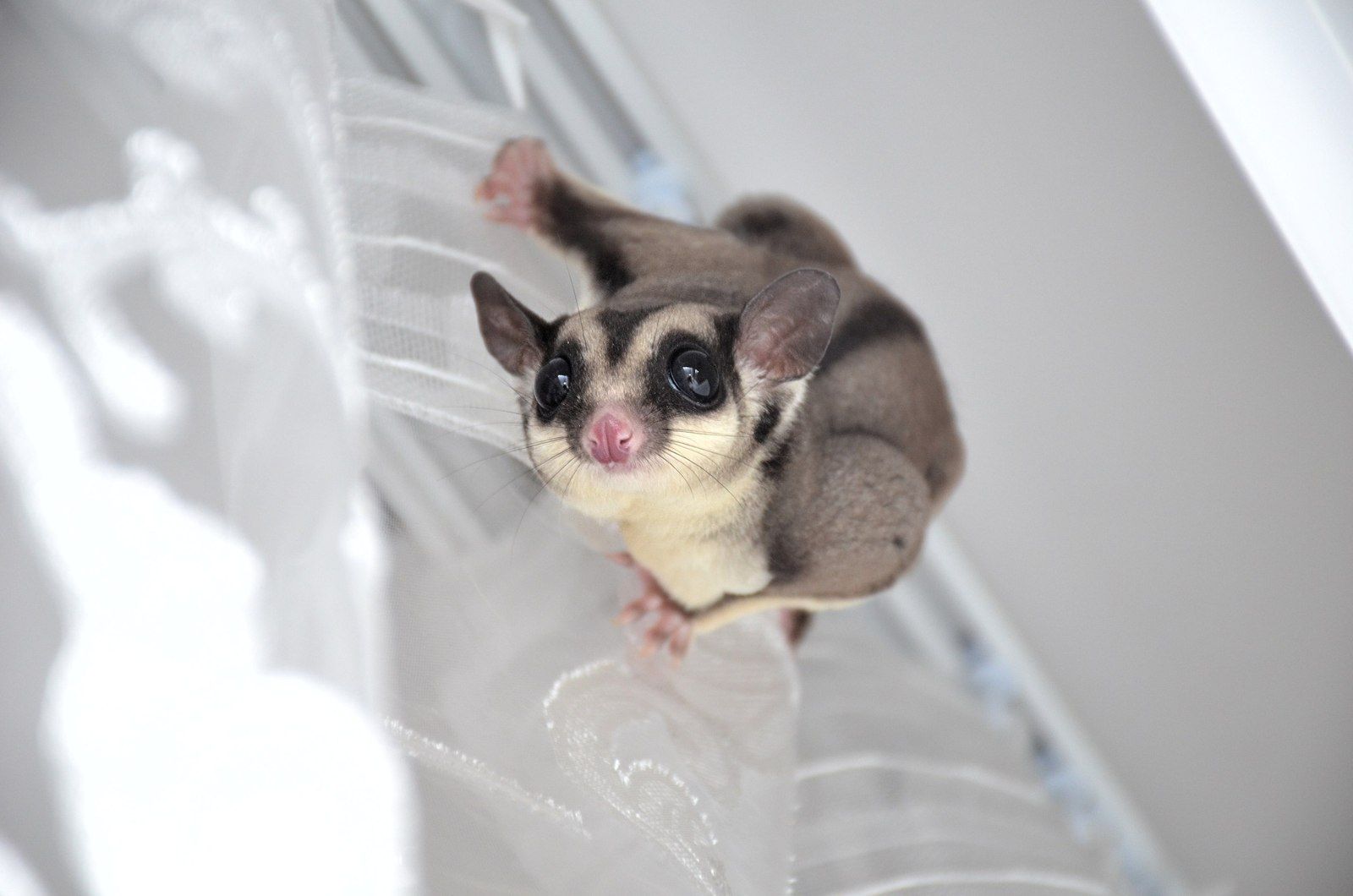 Милий опосум розгромив офіс і став зіркою мережі: кумедні фото