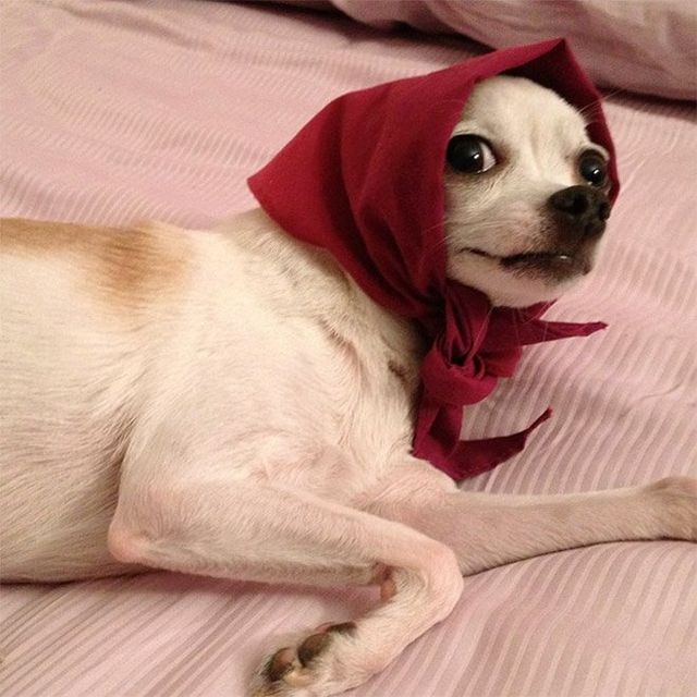 Залишили в бабусі: фото собак в хустинах, які змусять усміхнутись - фото 382229