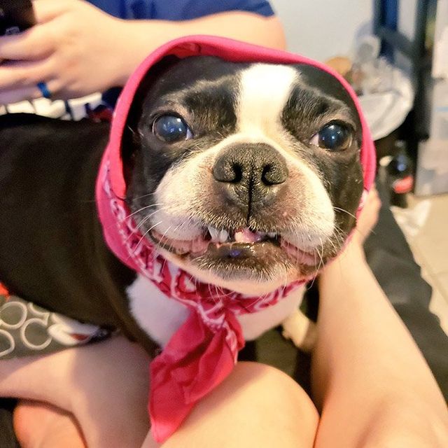 Залишили в бабусі: фото собак в хустинах, які змусять усміхнутись - фото 382230