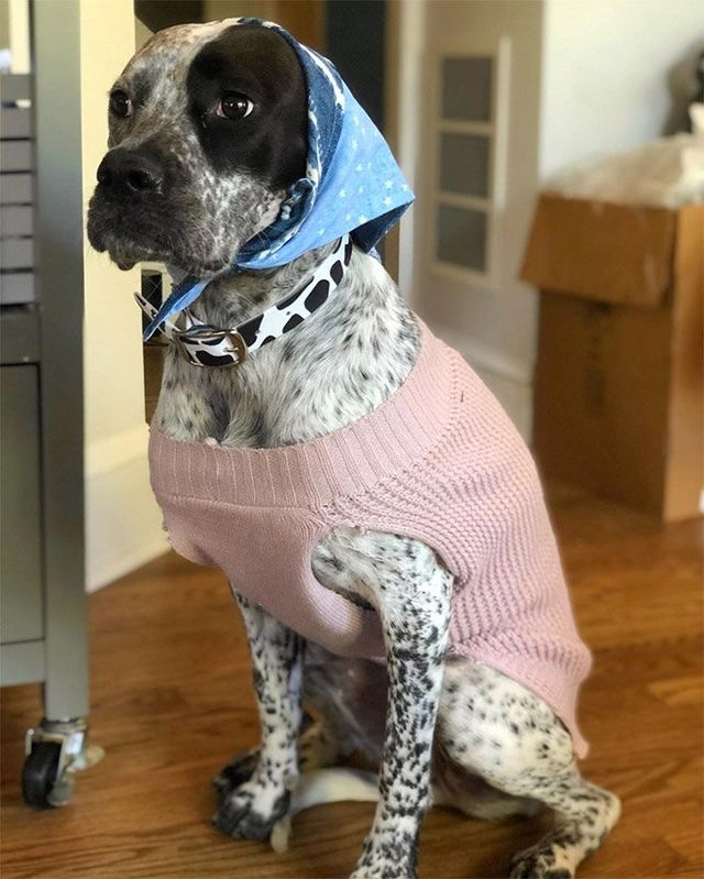 Залишили в бабусі: фото собак в хустинах, які змусять усміхнутись - фото 382232