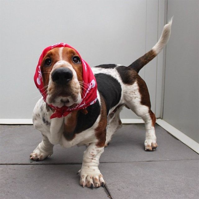 Залишили в бабусі: фото собак в хустинах, які змусять усміхнутись - фото 382237