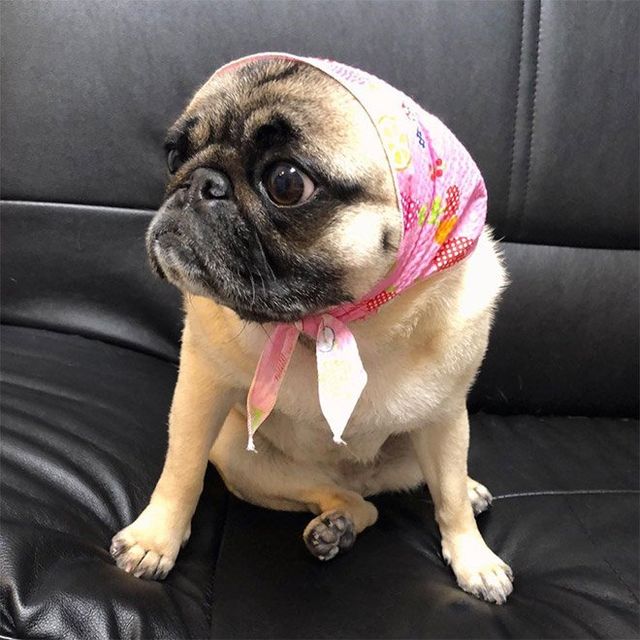 Залишили в бабусі: фото собак в хустинах, які змусять усміхнутись - фото 382238